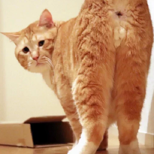 😚 Стикер «Fluffy» для Telegram