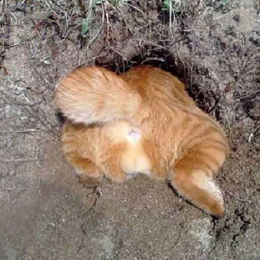 😚 Стикер «Fluffy» для Telegram