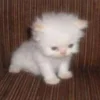 🥱 Эмодзи «котя» для Telegram