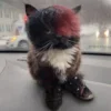 👺 Эмодзи «котя» для Telegram