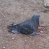 🤤 Эмодзи «котя» для Telegram