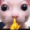 🤫 Эмодзи «котя» для Telegram
