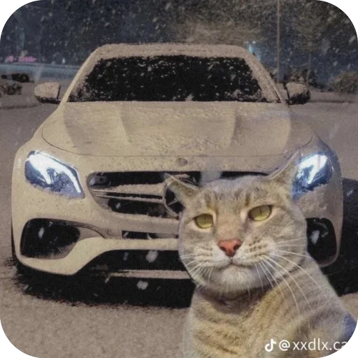 🫥 Стикер «Коты и машины» для Telegram