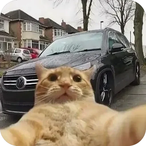 🫥 Стикер «Коты и машины» для Telegram