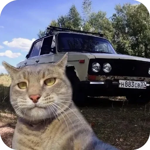 Стикерпак Коты и машины для Telegram