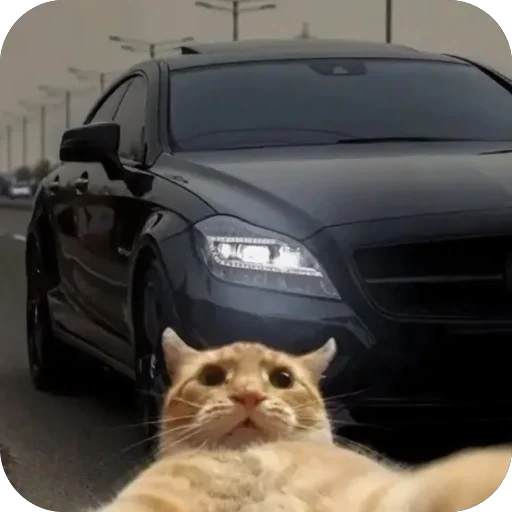 🫥 Стикер «Коты и машины» для Telegram