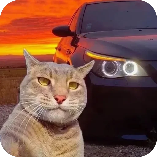 🫥 Стикер «Коты и машины» для Telegram