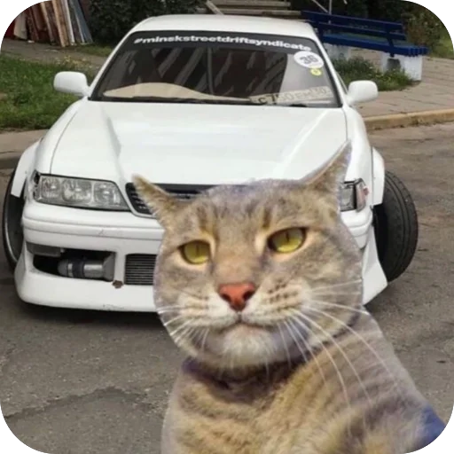 🫥 Стикер «Коты и машины» для Telegram