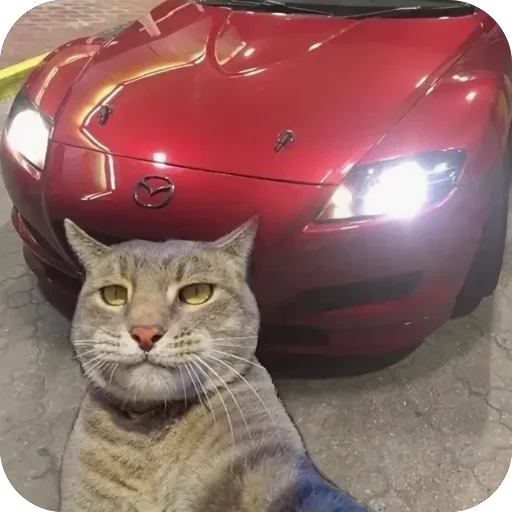 🫥 Стикер «Коты и машины» для Telegram