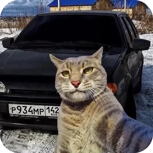 🫥 Стикер «Коты и машины» для Telegram
