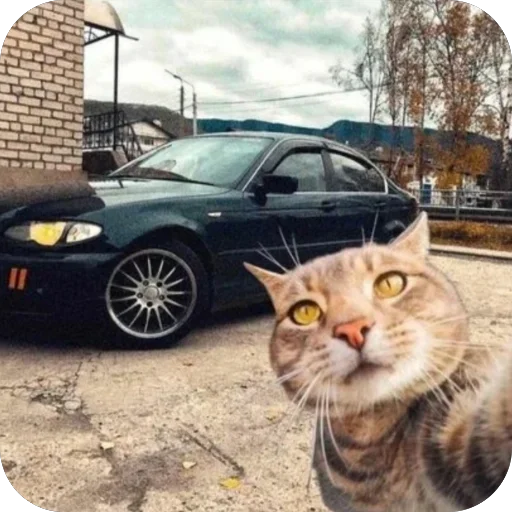 🫥 Стикер «Коты и машины» для Telegram