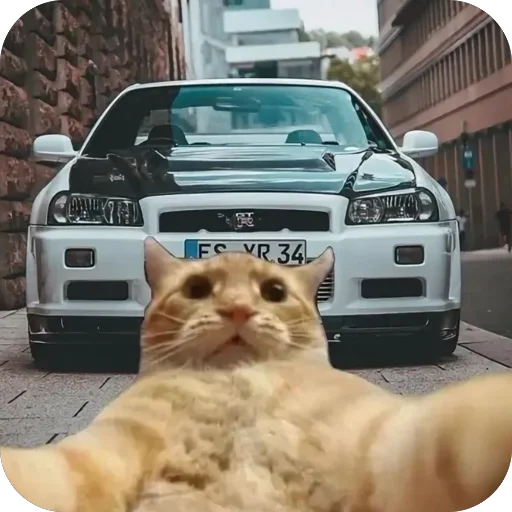🫥 Стикер «Коты и машины» для Telegram