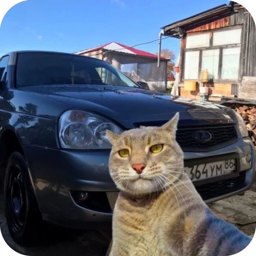 🫥 Стикер «Коты и машины» для Telegram