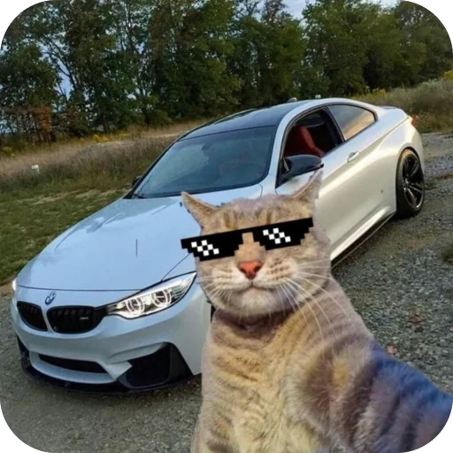 🫥 Стикер «Коты и машины» для Telegram