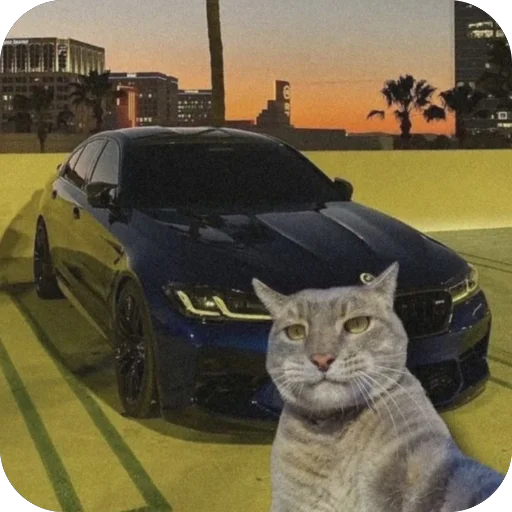 🫥 Стикер «Коты и машины» для Telegram