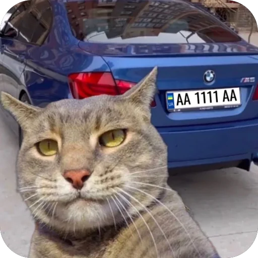 🫥 Стикер «Коты и машины» для Telegram
