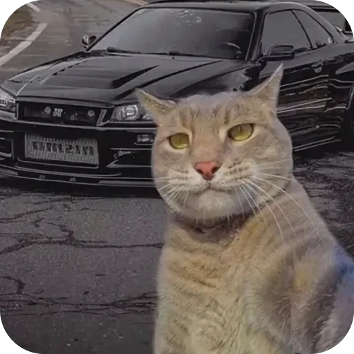 🫥 Стикер «Коты и машины» для Telegram