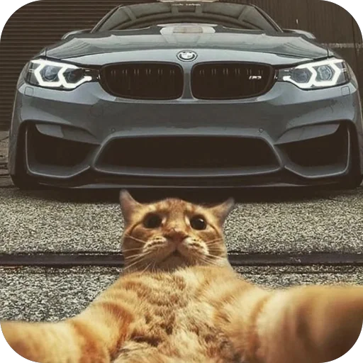 🫥 Стикер «Коты и машины» для Telegram