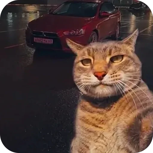 🫥 Стикер «Коты и машины» для Telegram