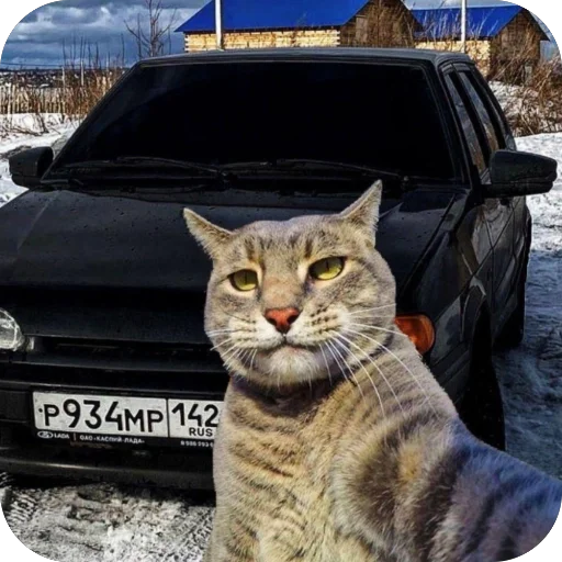 🫥 Стикер «Коты и машины» для Telegram