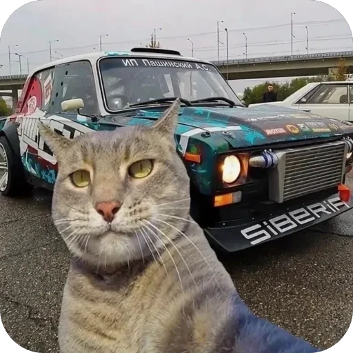 🫥 Стикер «Коты и машины» для Telegram