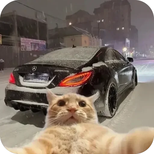 🫥 Стикер «Коты и машины» для Telegram