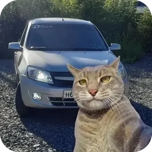 🫥 Стикер «Коты и машины» для Telegram