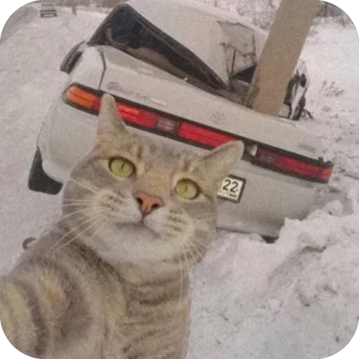 🫥 Стикер «Коты и машины» для Telegram