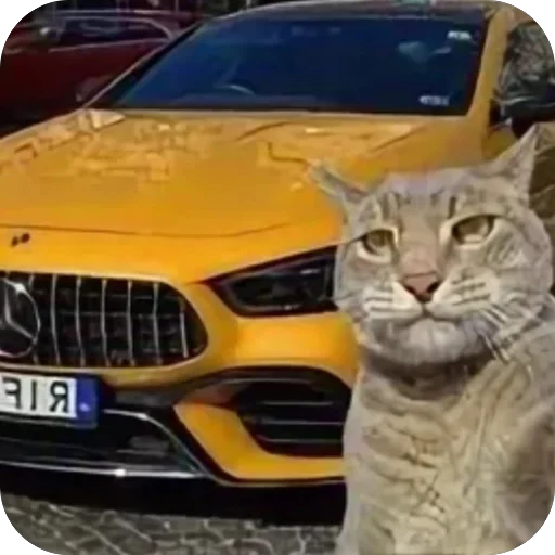 🫥 Стикер «Коты и машины» для Telegram