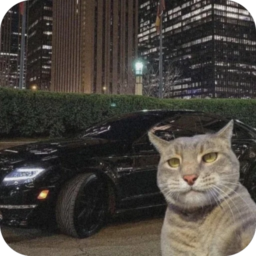 🫥 Стикер «Коты и машины» для Telegram