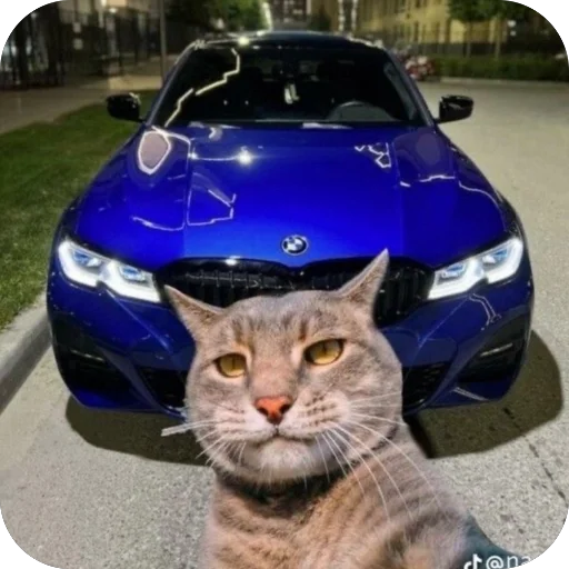 🫥 Стикер «Коты и машины» для Telegram