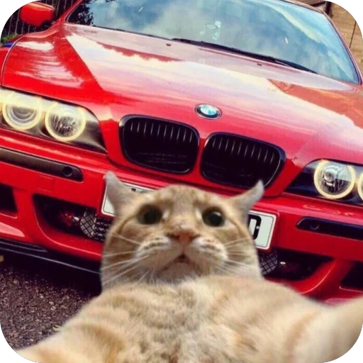 🫥 Стикер «Коты и машины» для Telegram