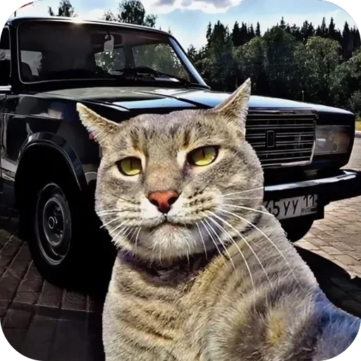 🫥 Стикер «Коты и машины» для Telegram