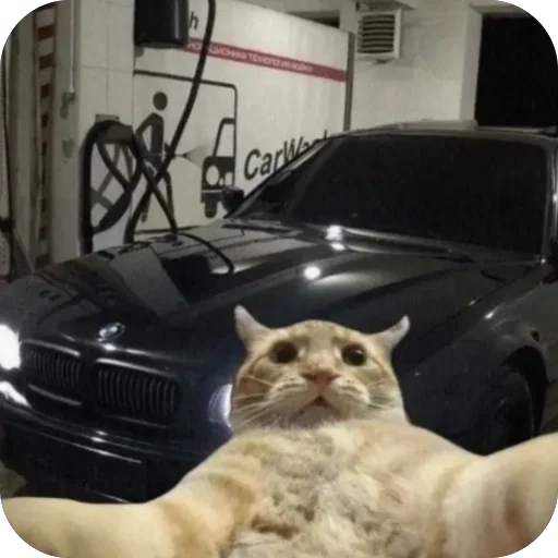 🫥 Стикер «Коты и машины» для Telegram