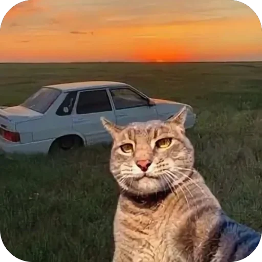 🫥 Стикер «Коты и машины» для Telegram