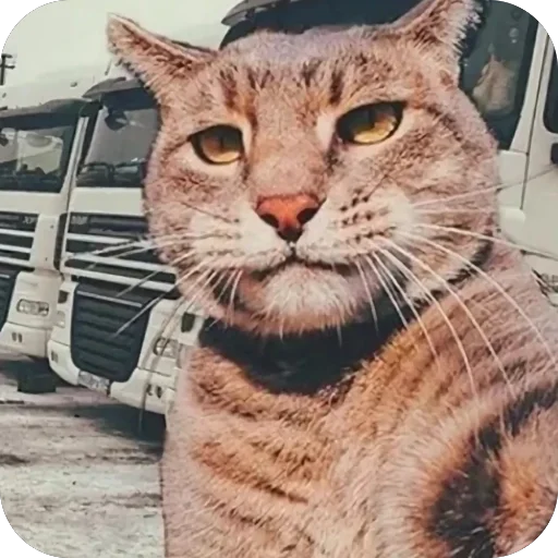 🫥 Стикер «Коты и машины» для Telegram