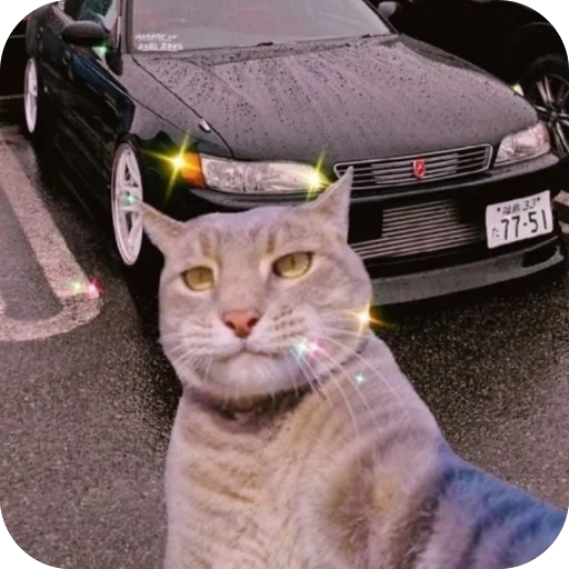 🫥 Стикер «Коты и машины» для Telegram