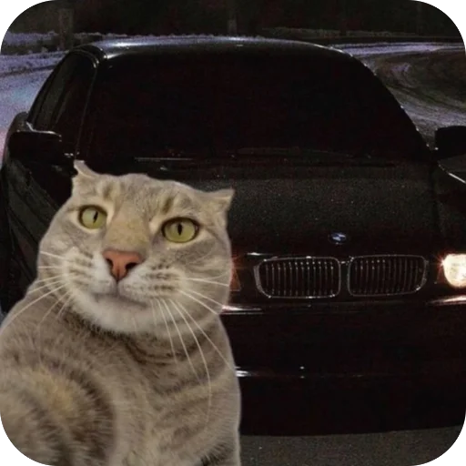 🫥 Стикер «Коты и машины» для Telegram