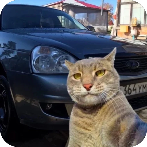 🫥 Стикер «Коты и машины» для Telegram