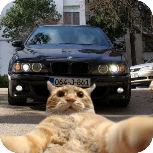 🫥 Стикер «Коты и машины» для Telegram