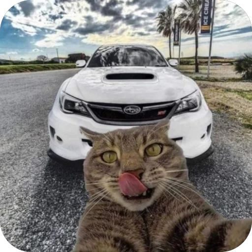 🫥 Стикер «Коты и машины» для Telegram