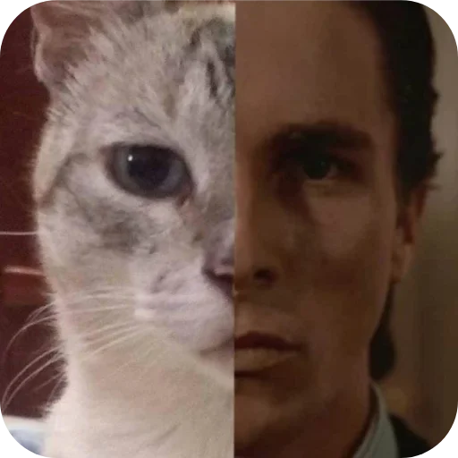 🐱 Стикер «Котыкы» для Telegram