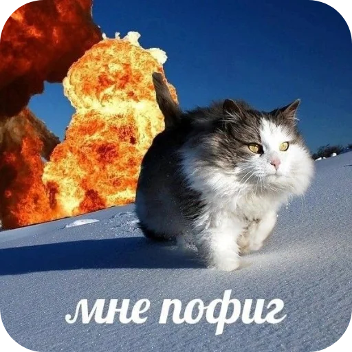 🐱 Стикер «Котыкы» для Telegram