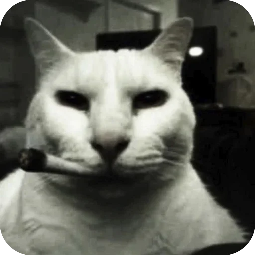 🐱 Стикер «Котыкы» для Telegram