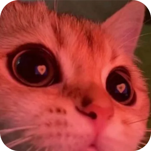 ❤ Стикер «Котыкы» для Telegram