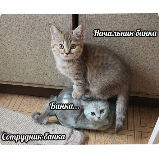 🐱 Стикер «Котыкы» для Telegram