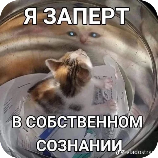 🐱 Стикер «Котыкы» для Telegram