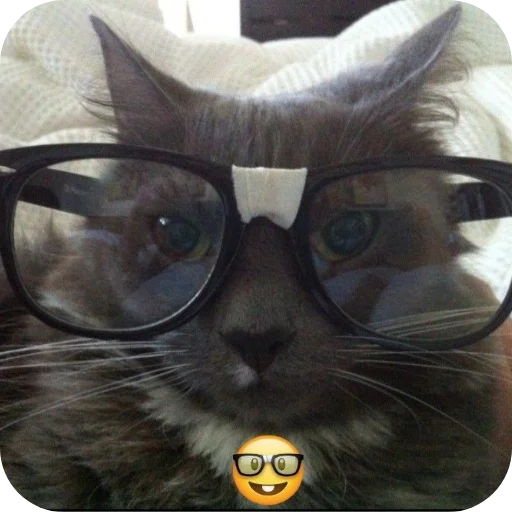 🐱 Стикер «Котыкы» для Telegram