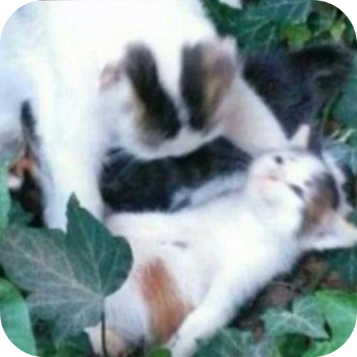 🐱 Стикер «Котыкы» для Telegram