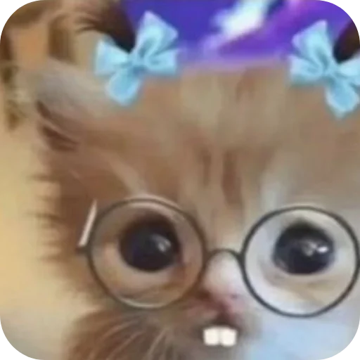 🤓 Стикер «Котыкы» для Telegram